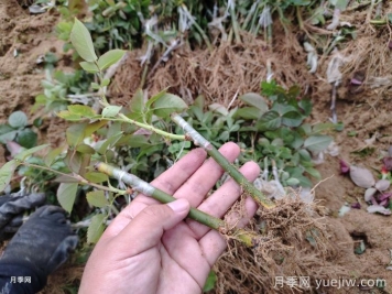 月季砧木與接穗培育怎么操作？
