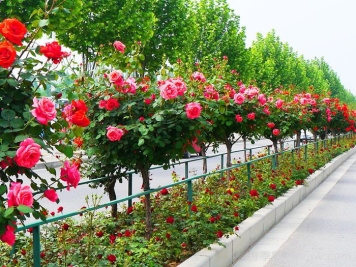 城市景觀花壇類(lèi)型和花草品種配置