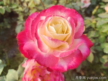紅黃相間的月季品種有哪些