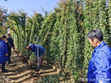 藤本月季生長速度快慢，該怎么辦？