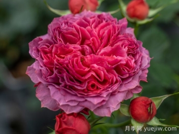 朱砂碗月季的優(yōu)缺點(diǎn)是什么？