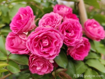 優(yōu)秀粉色藤本月季大推薦