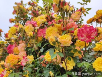 藤彩虹月季一年開幾次花？復花快嗎？