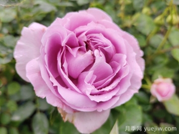 推薦5種藍(lán)色網(wǎng)紅月季，花量大花期長