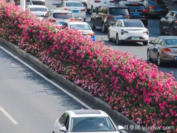 武漢月季全城開(kāi)，萬(wàn)一有人想在綠化帶辦婚禮呢？