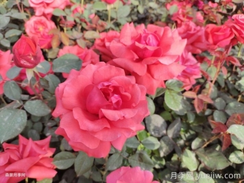 新鄉(xiāng)原陽：小城街頭，月季綻放
