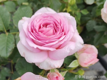 耐熱月季，天狼暑系列月季品種