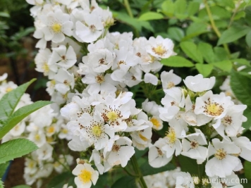 月季、玫瑰與薔薇，究竟誰是源頭？