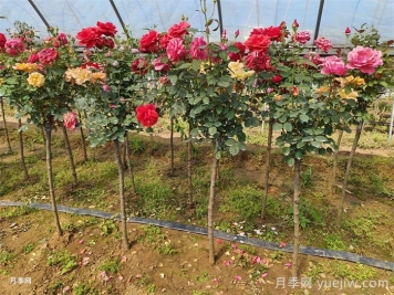 南陽月季：科技賦能產(chǎn)業(yè)，創(chuàng)新領(lǐng)航花卉