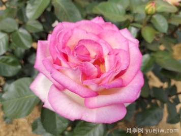 南陽(yáng)月季：智能云端，讓養(yǎng)月季更智慧