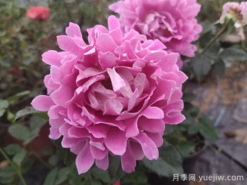 南陽(yáng)月季：借直播東風(fēng)，產(chǎn)業(yè)迭代煥新