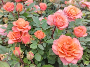 五月份月季花該如何管理？