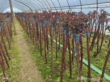嫁接樹狀月季為什么用山木香？