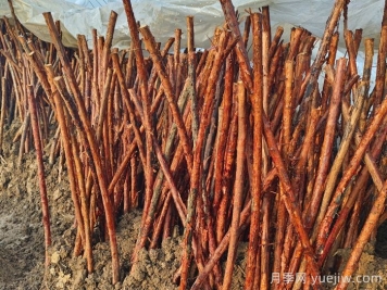 為何山木香是嫁接樹狀月季的優(yōu)良砧木？