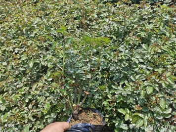 月季小苗要剪掉花苞嗎？如何多分枝