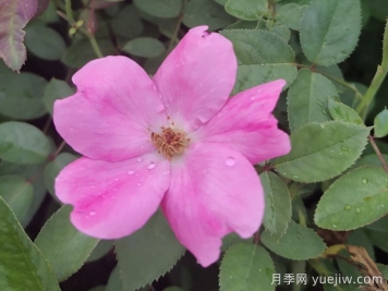 重瓣月季和單瓣月季哪個好？