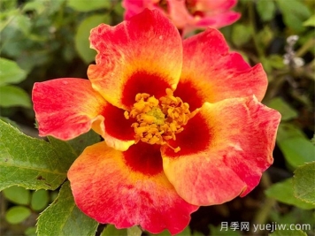 單瓣月季也迷人，推薦5個(gè)單瓣月季品種