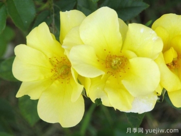 檸檬酒月季/檸檬酒玫迪蘭月季