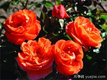 芒果陽臺月季有什么優(yōu)缺點？