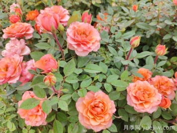 月季花品種到底有多少？