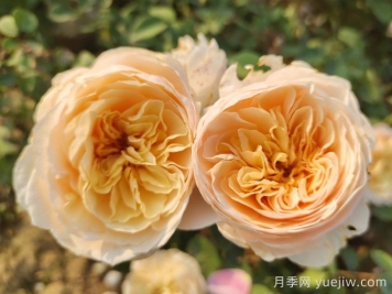 朱麗葉月季適合作為切花嗎？