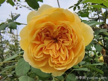 藤本月季最低能耐寒多少度？