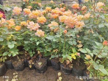 夏季如何養(yǎng)月季？夏季月季養(yǎng)護(hù)秘籍