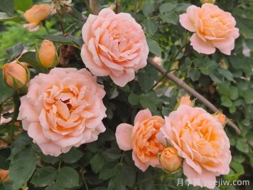 怎樣使盆栽月季交替開(kāi)花？通過(guò)花期調(diào)控