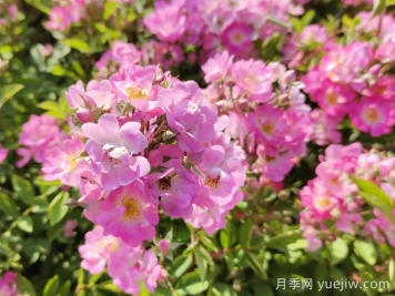 調(diào)控月季開花期的技巧