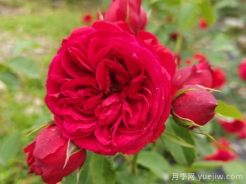 紅蘋果月季和紅舞裙月季有什么區(qū)別？