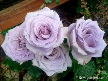 海洋之歌月季是藤本還是灌木？