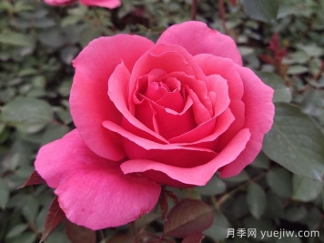 花朵直徑在15-20厘米的大花月季品種有哪些？