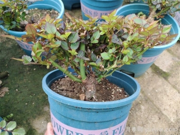  月季植株如何進行矮化？