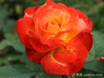 月季：花中皇后的四時(shí)浪漫