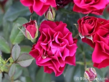  門頭溝紅月季