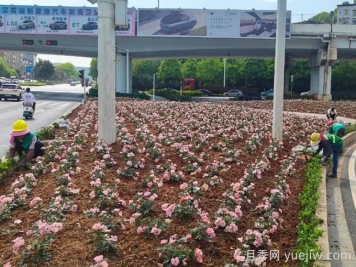 郴州月季：郴州增植月季，月季綻放驚艷花海