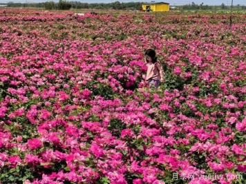 西安月季：西咸新區(qū)300萬株月季花?；鸪鋈? title=
