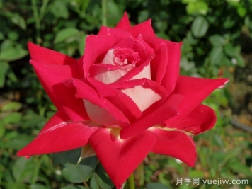 探秘花中皇后：月季不為人知的綺麗世界