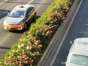 北京豐臺17.6公里月季項鏈上線，三環(huán)路變身浪漫花廊