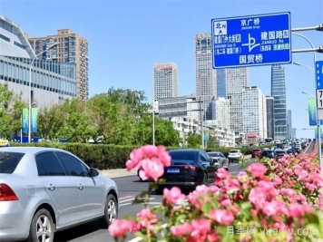 北京朝陽月季海洋，街頭已開濃顏模式