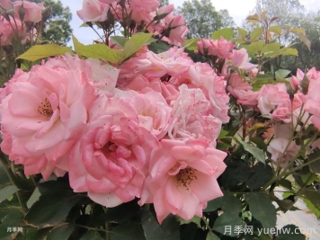 月季花后需要修剪嗎？不剪可以嗎？
