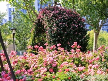 上海浦東濱江前灘月季園，置身月季花海