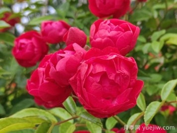 紅科斯特變成紅木香月季，新名字成就一種花