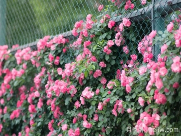 浙師大薔薇花開成瀑，安吉拉美翻了校園