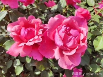 南陽月季國家林木種質資源庫收集保存4265個品種