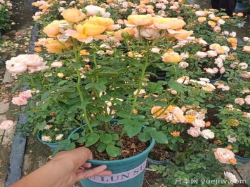 哪里能買到對(duì)版的月季？月季網(wǎng)告訴你