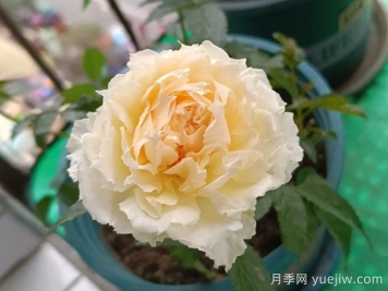 狄安娜陽臺(tái)月季