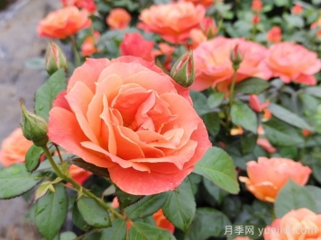 月季花什么時間開，花期多久？