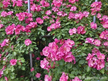 月季花盛開(kāi)最佳觀賞時(shí)間與養(yǎng)護(hù)要點(diǎn)