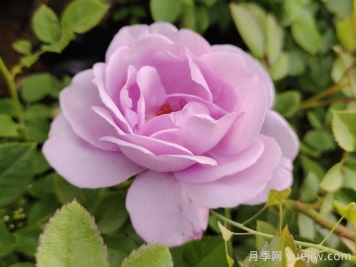 月季花開(kāi)為何多姿多彩？科學(xué)分析